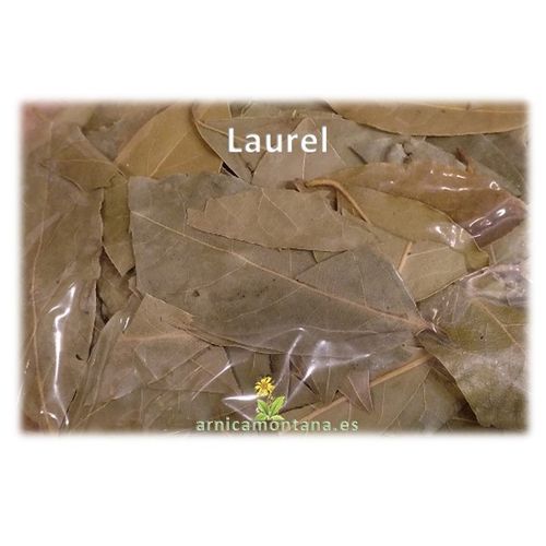 Laurel Planta