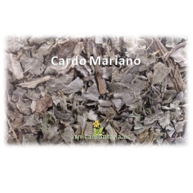 CARDO MARIANO Planta